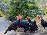 Turkeys — foto 3