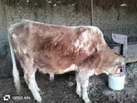 سانڈ, Simmental cattle — تصویر 2
