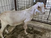 بز نر, بز — عکس 6