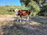 Sigir, Latvian Blue cattle — 1-rasm