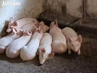 Scrofa, Maiali — foto 1