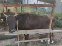 İnek, Sığır — foto 2