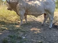 گاو نر, Charolais cattle — عکس 1