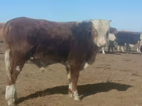 Taureau, Aberdeen-Angus — photo 8