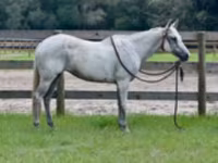 Էգ ձի, Quarter Horse — լուսանկար 2