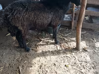 قوچ, Karakul sheep — عکس 2