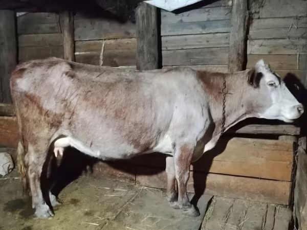 Ko, Latvian Blue cattle