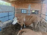 Krava, French Simmental cattle — foto 1