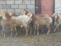 แกะตัวเมีย, Arashan sheep — รูปภาพ 1