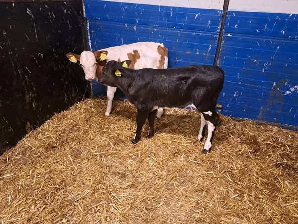 Cow, Cattle — Poland