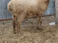 Beran, Hissar sheep — foto 3