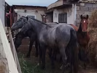 Horse (M), Horse breed — photo 2