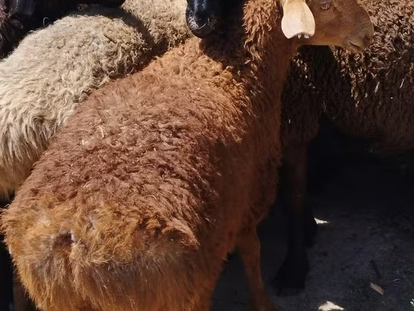 Wad, Sheep