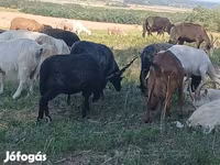 میش, Racka sheep — عکس 1