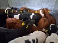 Byk, Simmental cattle — zdjęcie 2