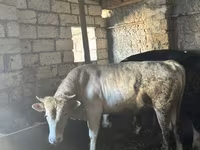 Tyre, Simmental cattle — foto 2