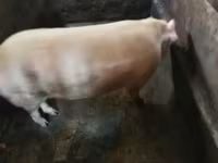 Locha, Świnie — zdjęcie 2