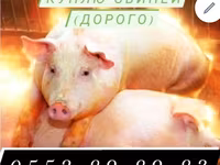 Babi betina, Pigs — foto 5