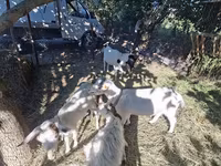 Kambing jantan, Goats — foto 4