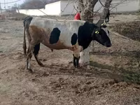 Toro, Razza Holstein — foto 3