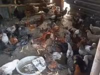 Chickens — 照片 3