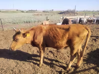 Krowa, Simmental cattle — zdjęcie 3