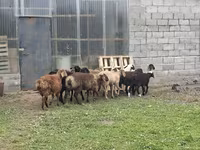 Ram, Rhon sheep — photo 2