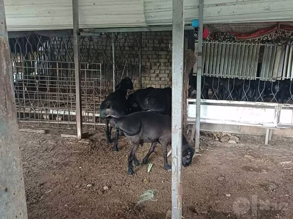 قوچ, گوسفند