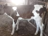 Vache, Brune lettone — photo 2