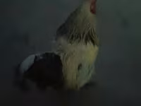Brahma — foto 3