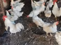 Chickens — تصویر 2