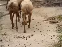 Ovce, Arashan sheep — foto 3