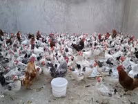 Chickens — sawirka 3