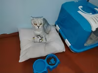 Qapalı pişik tualeti və aksesuar dəsti - Qapalı tipli pişik tualeti — zdjęcie 2