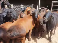 Wad, Hissar sheep — sawirka 4
