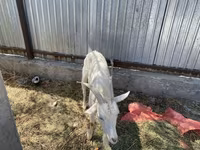 بکری, Saanen goat — تصویر 7
