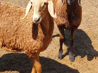 በግ, Arashan sheep — ፎቶ 7