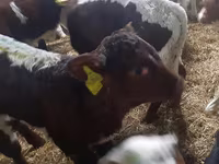 گاو نر, Simmental cattle — عکس 3