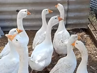 لیندا — عکس 3