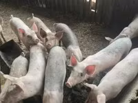 Eber, Schweine — Foto 3