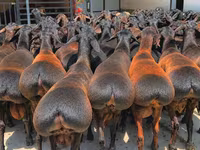 แกะตัวผู้, Baerchuke sheep — รูปภาพ 1