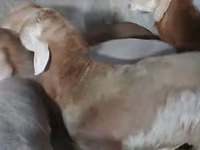 Bélier, Arashan sheep — photo 1