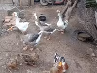 Ducks — ፎቶ 3