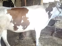 Kuh, Simmental cattle — Foto 1