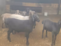 Kambing jantan, Sheep — foto 3