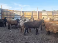 Brebis, Hissar sheep — photo 2