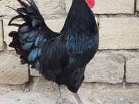 Chickens — عکس 1