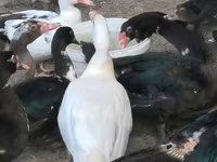 Ducks — รูปภาพ 2