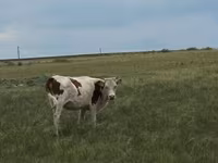 Ko, Latvian Blue cattle — foto 4