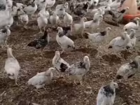 Chickens — عکس 1